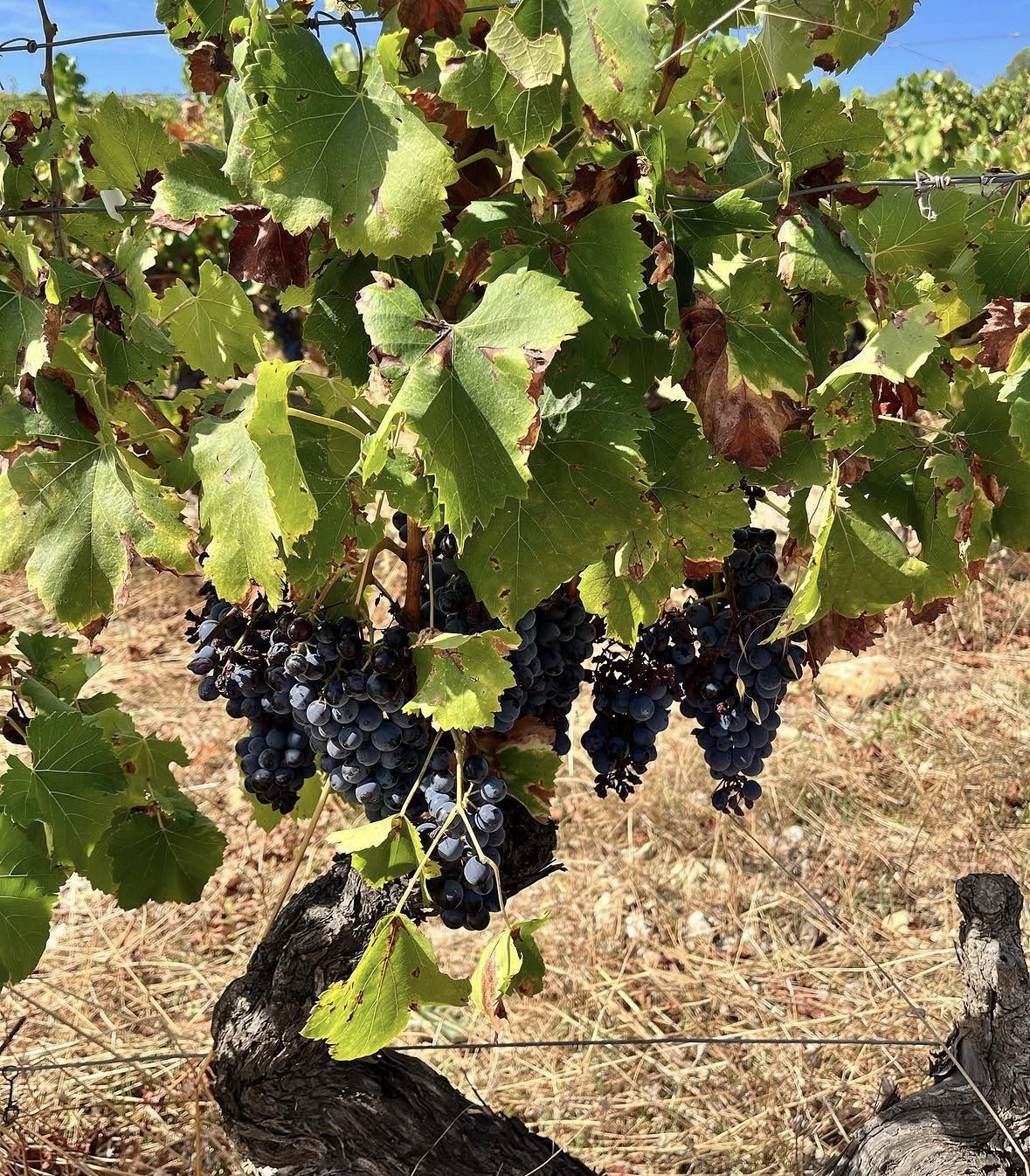Cotes de Provence Wine Tour from Aix-en-Provence